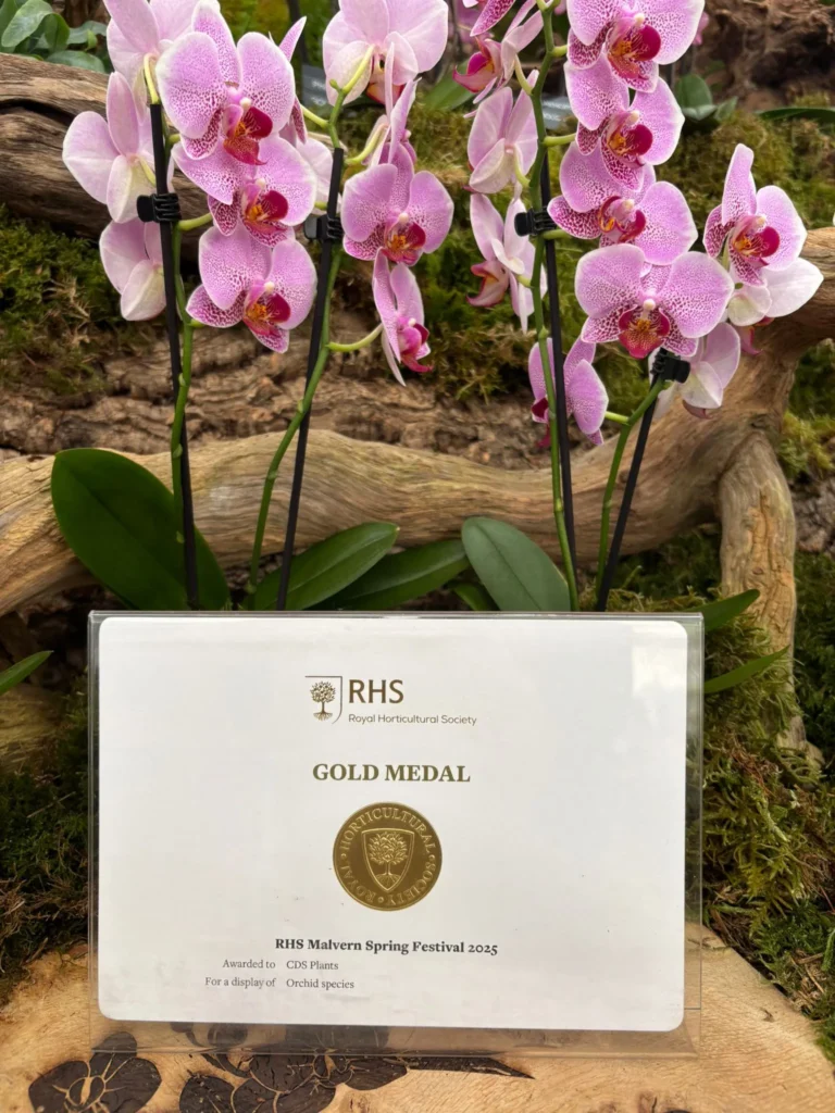 Image of best in show certificate Malvern Spring Festival 2025